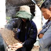Mô hình “Nuôi ong để phát triển bền vững” cho 30 hộ dân tại xã Lộc Bổn, huyện Phú Lộc, Thừa Thiên-Huế nằm trong Dự án Trường Sơn Xanh do Cơ quan Phát triển Quốc tế của Hoa Kỳ (USAID) tài trợ. (Ảnh: Hồ Cầu/TTXVN)