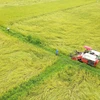 Thu hoạch lúa tại huyện Hoa Lư, Ninh Bình. (Ảnh: Minh Đức/TTXVN)