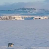 Một con gấu Bắc Cực tại của quần đảo Novaya Zemlya xa xôi của Nga. (Nguồn: AFP)