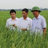 Cán bộ Phòng Nông nghiệp và Phát triển Nông thôn huyện Yên Phong kiểm tra đồng lúa nếp cái hoa vàng Yên Phụ. (Ảnh: Đinh Văn Nhiều/TTXVN)
