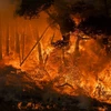 Lửa bốc dữ dội trong trận cháy rừng ở bang California, Mỹ ngày 27/7/2019. (Ảnh: AFP/TTXVN)