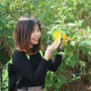 Nhiều bạn trẻ ở các tỉnh thành lân cận Hà Nội cũng tìm đến Ba Vì để ngắm hoa dã quỳ nở. (Ảnh: Mạnh Khánh/TTXVN)