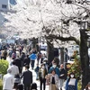Khách du lịch tản bộ dưới những cây hoa Anh Đào trên con đường gần đền Yasukuni, Tokyo. (Ảnh: Thành Hữu/TTXVN)