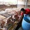 Nông dân chăm sóc đàn lợn với mô hình nuôi bằng thảo dược để xuất chuồng phục vụ Tết nguyên đán sắp tới. (Ảnh: Phạm Kiên/TTXVN)