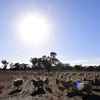 Cánh đồng cỏ dành cho chăn nuôi gia súc bị khô hạn do nắng nóng kéo dài tại bang New South Wales, Australia. (Ảnh: AFP/TTXVN)