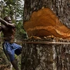 Những cây gỗ lớn cả trăm năm tuổi bị chặt phá. (Nguồn: lifegate.com)