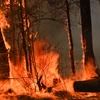 Các đám cháy rừng lan rộng tại Hillsville, cách Sydney, Australia, khoảng 350km về phía bắc ngày 12/11. (Ảnh: AFP/TTXVN)