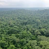 Quang cảnh rừng Omo ở Lagos, Nigeria, ngày 12/6/2019. (Ảnh: AFP/TTXVN)