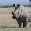 Tê giác sống trong môi trường tự nhiên có tuổi thọ từ 37-43 năm. (Nguồn: Getty Images)