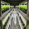 Một cơ sở sản xuất rau sử dụng kỹ thuật “nông trại thẳng đứng” tại Kyoto, Nhật Bản ngày 12/11/2019. (Ảnh: AFP/TTXVN)