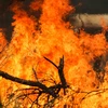 Hiện trường vụ cháy rừng tại Taree, New South Wales, Australia. (Ảnh: THX/TTXVN)