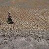 Cảnh khô hạn trên cánh đồng ở Bang Pla Ma, tỉnh Suphanburi, Thái Lan. (Ảnh: AFP/TTXVN)