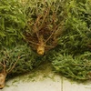 Những cây thông Giáng sinh sẽ được biến thành nhiên liệu sạch để sưởi ấm. (Nguồn: magazine.com)