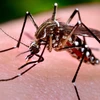 Muỗi Aedes Aepyti gây bệnh sốt vàng da. (Nguồn: msmosquito.org)
