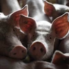 Hàng loạt con lợn bị chết tại Bali. (Ảnh: AFP/TTXVN)
