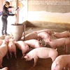Chăm sóc đàn lợn thịt để cung cấp cho thị trường dịp Tết Canh Tý tại trại của gia đình anh Nguyễn Đình Thành, xã thư Phú, huyện Thường Tín, TP Hà Nội. (Ảnh: Vũ Sinh/TTXVN)