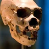 Một hộp sọ của người Homo neanderthalensis. (Nguồn: Bảo tàng Lịch sử Tự nhiên/Alamy.h)