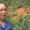 Hà Giang: Cam sành rụng ngập vườn, tiêu tan công sức của nông dân