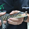 Cá sấu Xiêm con được phát hiện ở dãy núi Cardamom, Tây Nam Campuchia. (Nguồn: southeastasiaglobe.com)