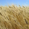 Một cánh đồng lúa mì ở gần Tioga, bang Bắc Dakota, Mỹ. (Ảnh: AFP/TTXVN)