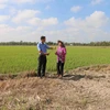Ruộng lúa 1,7ha của gia đình bà Phan Thị Lan, xã Tân Hiệp, huyện Trà Cú bị thiệt hại hoàn toàn 1ha do hạn, mặn. (Ảnh: Thanh Hòa/TTXVN)