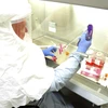 Nhân viên thuộc Viện nghiên cứu y học truyền nhiễm của quân đội Mỹ kiểm tra những mẫu bệnh phẩm của bệnh nhân nhiễm COVID-19. (Ảnh: AFP/TTXVN)