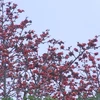 Khi nở hoa gạo có đóa to, cánh dầy và đỏ thắm, nổi bật trên nền xanh của núi, của mây trời tháng Ba. (Ảnh: Khiếu Tư/TTXVN)