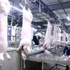 Dây chuyền giết mổ lợn ở nhà máy của Công ty Cổ phần Công nghệ thực phẩm Vinh Anh, huyện Thường Tín, Hà Nội. (Ảnh: Vũ Sinh/TTXVN)