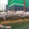 [Video] Hàn Quốc: Hoa anh đào nở lộng lẫy ven hồ Seokchon 