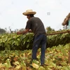 Một nông dân Cuba phơi thuốc lá làm xì gà tại Vinales, tỉnh Pinar del Rio, Cuba. (Nguồn: alamy.com)