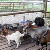 Đàn dê tại Hợp tác xã chăn nuôi động vật bản địa tại xóm Gốc Gạo, xã Tức Tranh (Phú Lương, Thái Nguyên). (Ảnh: Quân Trang/TTXVN)