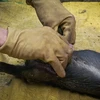 Một cá thể lợn bị nhiễm bệnh tả lợn châu Phi được các cán bộ thú y xã Hiền Lương kiểm tra. (Ảnh: Trọng Đạt/TTXVN)