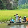 Tam Cốc-Bích Động mùa lúa chín, một trong những điểm đến du lịch đẹp nhất của Ninh Bình. (Ảnh: Minh Đức/TTXVN)