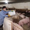 Các hộ chăn nuôi bị thiệt hại do dịch tả lợn châu Phi được hỗ trợ tài chính để giảm bớt khó khăn. (Ảnh: Chu Hiệu/TTXVN)