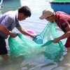 Ngư dân huyện Ninh Hải, Ninh Thuận khai thác cá dìa giống. (Ảnh: Nguyễn Thành/TTXVN)