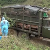  Đồn Biên phòng Chiềng On (Bộ đội Biên phòng tỉnh Sơn La) phối hợp với lực lượng chức năng huyện Yên Châu, tỉnh Sơn La tiến hành tiêu hủy toàn bộ số lợn vận chuyển trái phép từ Lào vào Việt Nam. (Ảnh: TTXVN)