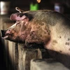Lợn nuôi tại một trang trại ở ngoại ô Bắc Kinh, Trung Quốc. (Ảnh: AFP/TTXVN)