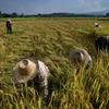 Nông dân thu hoạch lúa trên cánh đồng ở Chiang Mai, Thái Lan. (Ảnh: AFP/TTXVN)