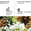 [Infographics] Xuất khẩu 9 triệu USD nhãn Sơn La trong năm 2020