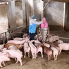 Các nông hộ cần có sự chuẩn bị kỹ lưỡng để tái đàn lợn. (Ảnh: Vũ Sinh/TTXVN)