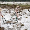 Thành viên đội MAT 19 rà tìm các vật liệu nổ bằng máy chuyên dụng tại vùng cát huyện Hải Lăng, Quảng Trị. (Ảnh: Hồ Cầu/TTXVN)
