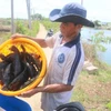 Khánh Hòa: Hàng trăm tấn cá mú tồn đọng do không có đầu ra