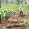 Lâm Đồng: Phát hiện hàng trăm khúc gỗ thông bị chôn để chiếm đất