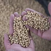 Nông dân thu hoạch đậu tương tại trang trại ở Scribber, bang Nebraska, Mỹ. (Ảnh: AFP/TTXVN)