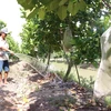 Vườn mít Thái của gia đình Anh Nguyễn Thanh Xuân ở xã Tân Mỹ (Thanh Bình, Đồng Tháp). (Ảnh: Nguyễn Văn Trí/TTXVN)