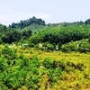 Thủ tướng chấp thuận chuyển mục đích sử dụng đất tại tỉnh Phú Yên