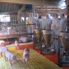 Lực lượng thú y tỉnh Kon Tum kiểm tra đàn lợn tại xã Đăk La, huyện Đăk Hà, tỉnh Kon Tum. (Ảnh: Dư Toán/TTXVN)