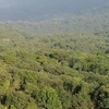Chỉ 3,66% dự án đề xuất được xem xét chấp nhận chuyển đổi mục đích sử dụng rừng. (Nguồn: TTXVN)