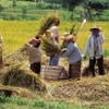 Nông dân Indonesia đang thu hoạch lúa. (Nguồn: www.gettyimages.in)