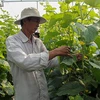 Hiệu quả cao từ mô hình trồng dưa lưới trong nhà kính ở làng nông thôn mới ấp 9, xã Lương Tâm. (Nguồn: tinhuyhaugiang.org.vn)